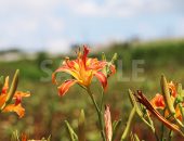 オレンジ色のユリ科の植物、クワンソウ