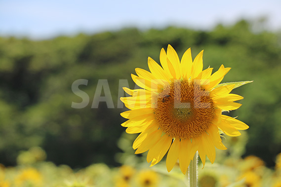 ヒマワリの花