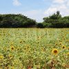 宮古島のヒマワリ畑と青い空