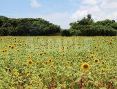 宮古島のヒマワリ畑と青い空