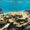 宮古島のキャベツ珊瑚
