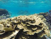 宮古島のキャベツ珊瑚