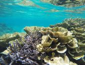 宮古島のサンゴ礁