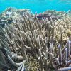 宮古島の海をシュノーケリングで見る珊瑚礁