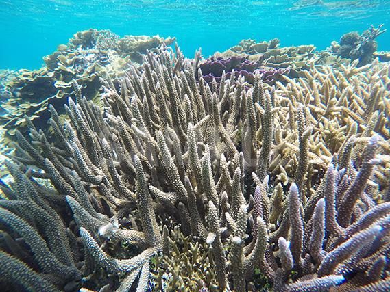 宮古島の海をシュノーケルで見る珊瑚礁