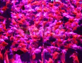 ピンク色に照らされた水槽で大量に泳ぐ金魚の写真