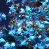 青白い色に照らされた水槽で大量に泳ぐ金魚の写真