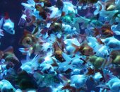 青白い色に照らされた水槽で大量に泳ぐ金魚の写真