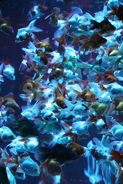 青白い色に照らされた水槽で大量に泳ぐ金魚の写真
