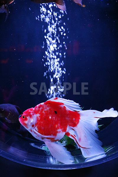 優雅に泳ぐ金魚(ジャンボオランダ)の写真