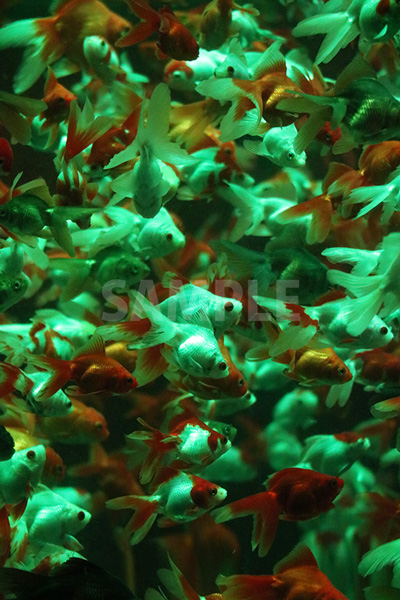 緑色に照らされた水槽で大量に泳ぐ金魚の写真