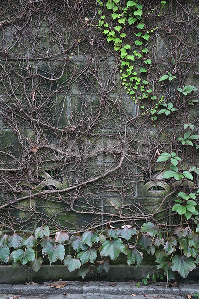 植物に覆われたブロック塀の写真