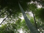 力強く伸びる竹の写真