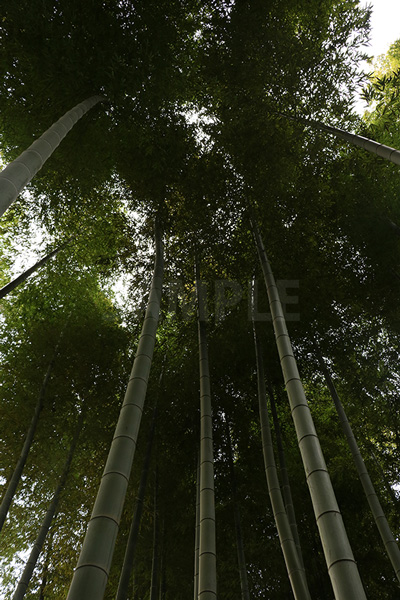 成長した竹の写真