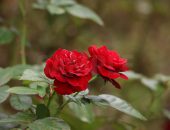 鮮やかな赤いバラの写真
