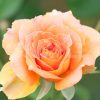 薄いオレンジ色のバラの写真