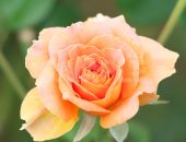 薄いオレンジ色のバラの写真