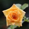 五芒星形の淡黄色のバラの写真
