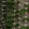 棘と葉っぱが並ぶディディエレア科アリュオーディア・フンベルティの写真