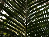 下から見上げた椰子の葉の写真