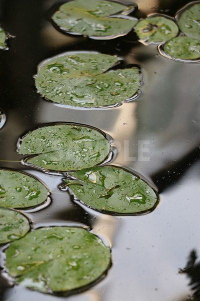 水に浮かぶ水草の写真