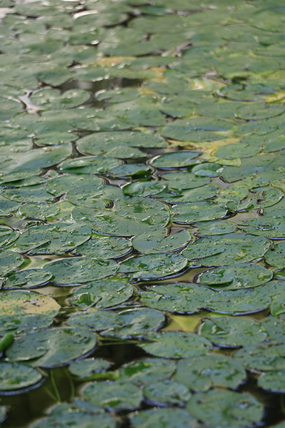 水面を覆う水草の写真