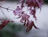 枯れた紅葉の写真・フォト素材