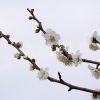 白い梅の花の写真・フォト素材