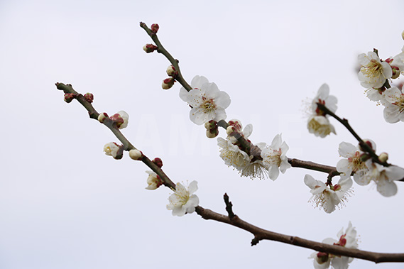 白い梅の花の写真・フォト素材