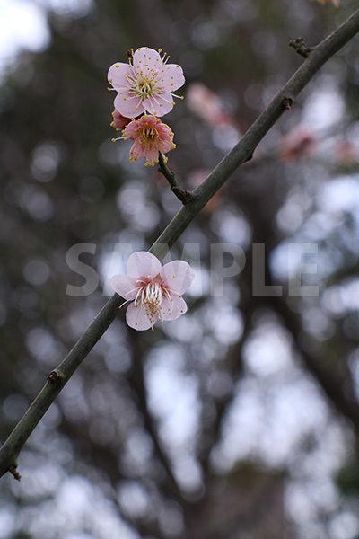 薄ピンクの梅の花の写真・フォト素材