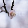 白い梅の花の写真・フォト素材