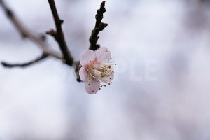 白い梅の花の写真・フォト素材