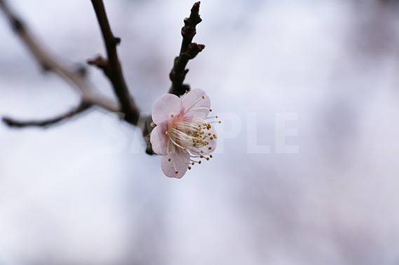 白い梅の花の写真・フォト素材