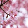 ピンクに色づいた梅の花の写真・フォト素材