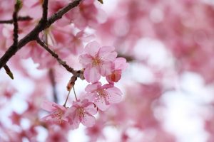 ピンクに色づいた梅の花の写真・フォト素材