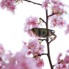 梅の花とメジロの写真・フォト素材
