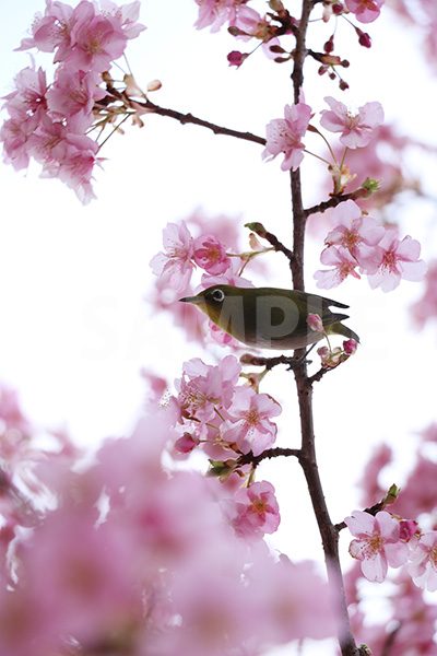 梅の花とメジロの写真・フォト素材