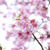 ピンク色の梅の花の写真・フォト