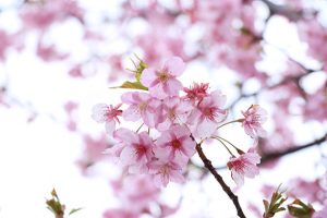 ピンク色の梅の花の写真・フォト