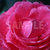 雨に濡れた乙女椿の花の写真・フォト素材