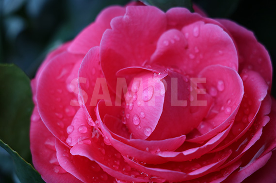 雨に濡れた乙女椿の花の写真・フォト素材