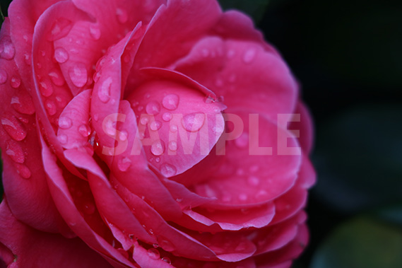 雨を弾く紅乙女(乙女椿)の花の写真・フォト