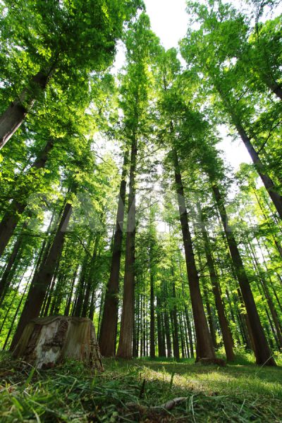 メタセコイアの森 写真・フォト