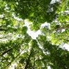 メタセコイアの森 写真・フォト