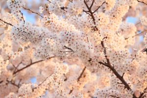 夕陽に照らされた満開の桜の写真