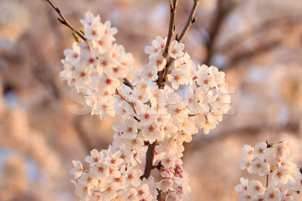 夕暮れ時の暖かい色の桜