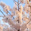青空と夕暮れ時の桜の写真