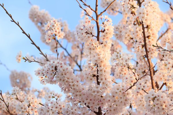 青空と夕暮れ時の桜の写真