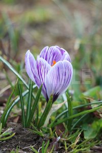紫色のクロッカスの花の写真・フォト
