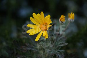 黄色の花の写真・フォト素材